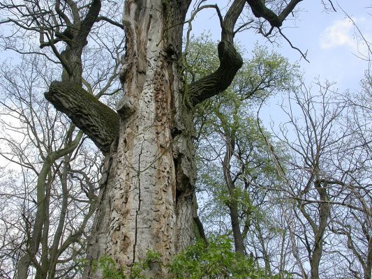 Dub v zámeckém parku
Nepřehlédnutelná práce generací tesaříků obrovských (Cerambyx cerdo)
