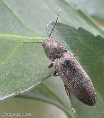 Cidnopus aeruginosus
Obyvatelem lužních porostů na březích Warty je kovařík Cidnopus aeruginosus.
