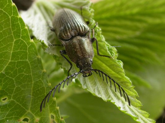 Zábřeh, Humenec 15.6.2010
Ctenicera pectinicornis
Schlüsselwörter: Ctenicera pectinicornis Zábřeh