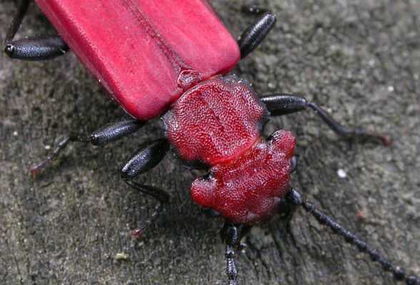 Cucujus cinnaberinus v Bukovině
Na počátku května 2008 se u Labe vylíhla nová generace lesáka rumělkového (Cucujus cinnaberinus). Tento nádherný, skoro 2 cm velký brouk je celoevropsky chráněn v programu Natura 2000. Jeho vývoj zde probíhá v odumírajícím dřevě starých topolů.
