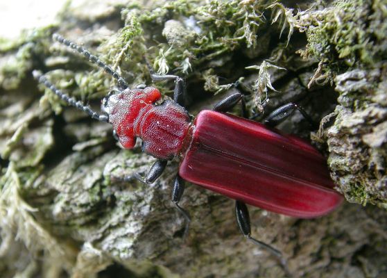 Cucujus cinnaberinus v Bukovině
Na počátku května 2008 se u Labe vylíhla nová generace lesáka rumělkového (Cucujus cinnaberinus). Tento nádherný, skoro 2 cm velký brouk je celoevropsky chráněn v programu Natura 2000. Jeho vývoj zde probíhá v odumírajícím dřevě starých topolů.
