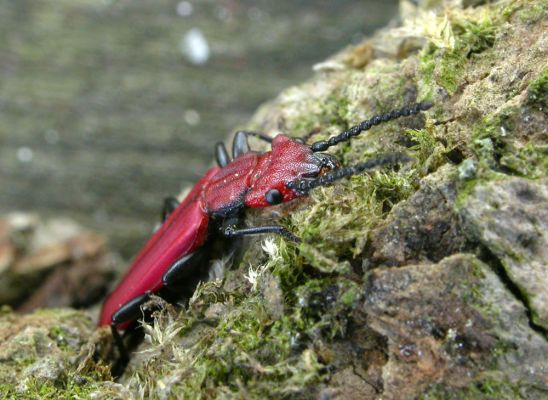 Cucujus cinnaberinus v Bukovině
Na počátku května 2008 se u Labe vylíhla nová generace lesáka rumělkového (Cucujus cinnaberinus). Tento nádherný, skoro 2 cm velký brouk je celoevropsky chráněn v programu Natura 2000. Jeho vývoj zde probíhá v odumírajícím dřevě starých topolů.
