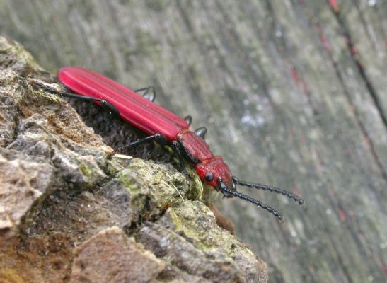 Cucujus cinnaberinus v Bukovině
Na počátku května 2008 se u Labe vylíhla nová generace lesáka rumělkového (Cucujus cinnaberinus). Tento nádherný, skoro 2 cm velký brouk je celoevropsky chráněn v programu Natura 2000. Jeho vývoj zde probíhá v odumírajícím dřevě starých topolů.
