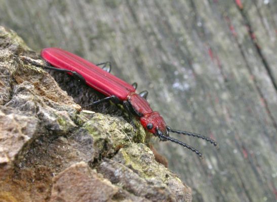 Cucujus cinnaberinus v Bukovině
Na počátku května 2008 se u Labe vylíhla nová generace lesáka rumělkového (Cucujus cinnaberinus). Tento nádherný, skoro 2 cm velký brouk je celoevropsky chráněn v programu Natura 2000. Jeho vývoj zde probíhá v odumírajícím dřevě starých topolů.
