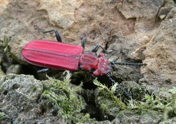 Cucujus cinnaberinus v Bukovině
Na počátku května 2008 se u Labe vylíhla nová generace lesáka rumělkového (Cucujus cinnaberinus). Tento nádherný, skoro 2 cm velký brouk je celoevropsky chráněn v programu Natura 2000. Jeho vývoj zde probíhá v odumírajícím dřevě starých topolů.
Schlüsselwörter: Cucujus cinnaberinus lesák rumělkový Bukovina