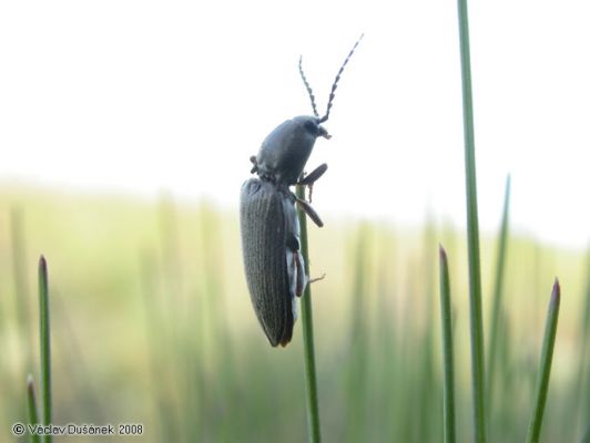 Dicronychus equiseti
Dicronychus equiseti na okraji obce Rogalinek
