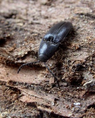 Podeonius acuticornis
Jednou z největších rarit je zde výskyt kovaříka Podeonius acuticornis - jediná známá lokalita v Polsku.
