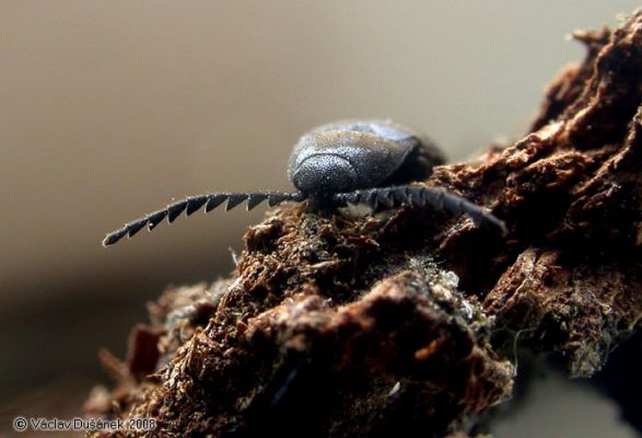 Podeonius acuticornis
Jednou z největších rarit je zde výskyt kovaříka Podeonius acuticornis - jediná známá lokalita v Polsku.
