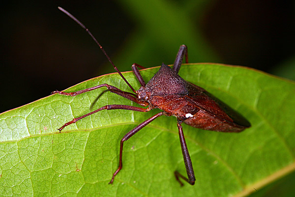 Schlüsselwörter: Borneo