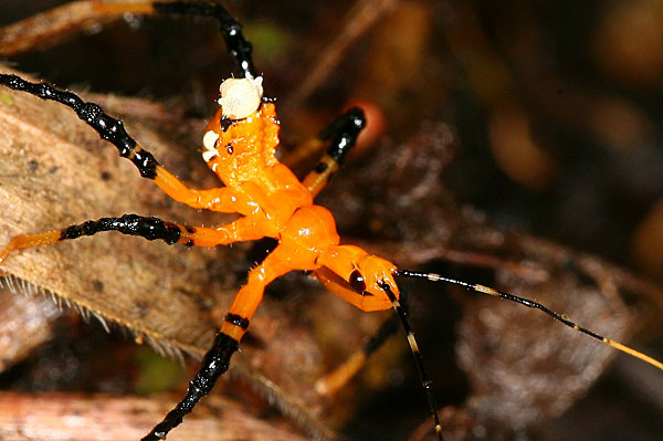 Schlüsselwörter: Borneo