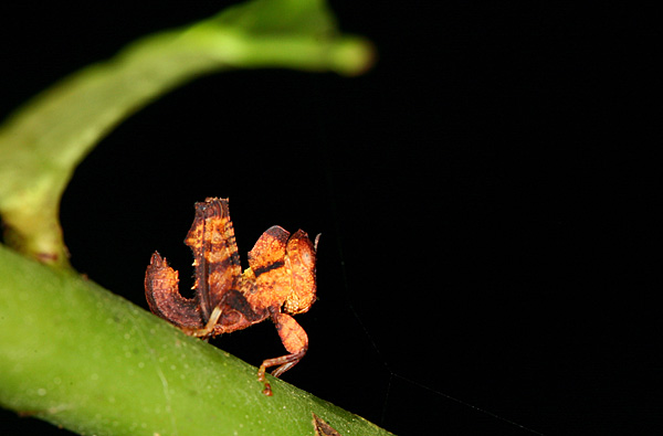 Schlüsselwörter: Borneo