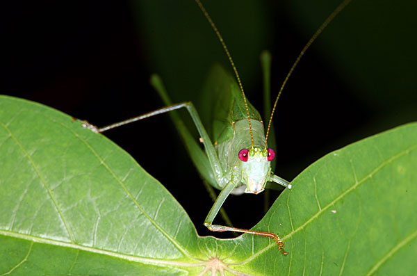 Schlüsselwörter: Borneo