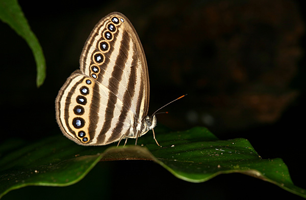 Keywords: Borneo