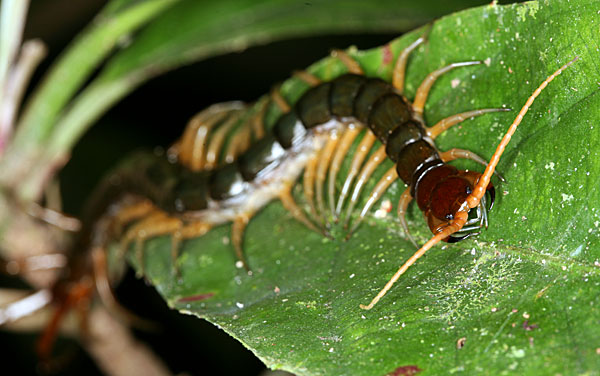 Klíčová slova: Borneo