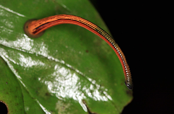 Leech
Schlüsselwörter: Borneo