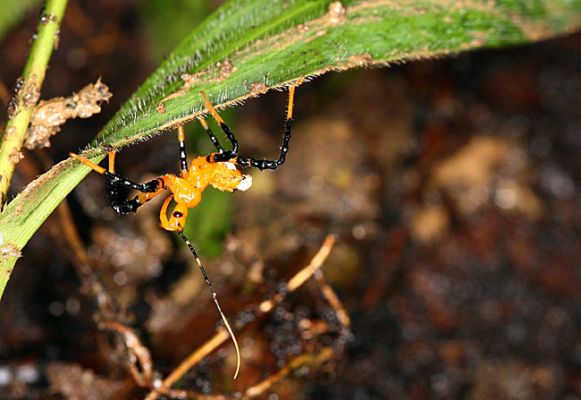 Keywords: Borneo