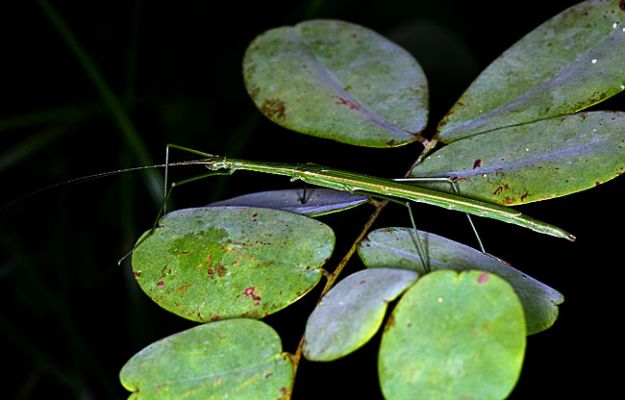 Klíčová slova: Borneo