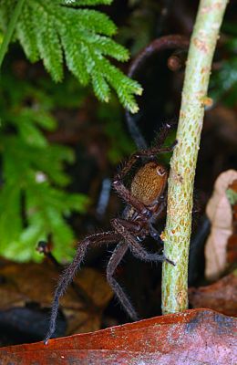 Klíčová slova: Borneo