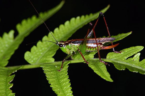 Schlüsselwörter: Borneo