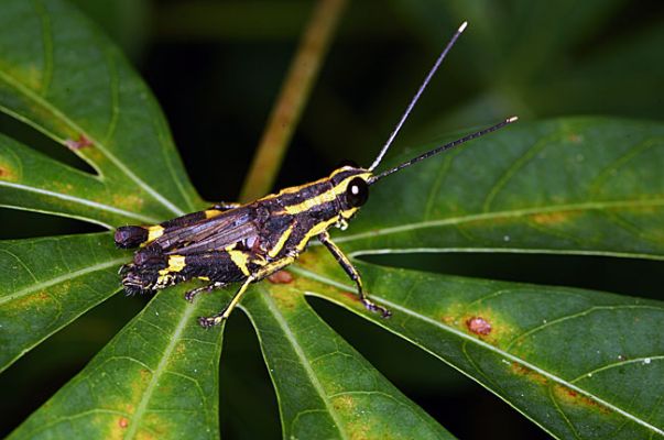 Schlüsselwörter: Borneo