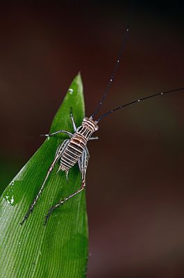 Klíčová slova: Borneo