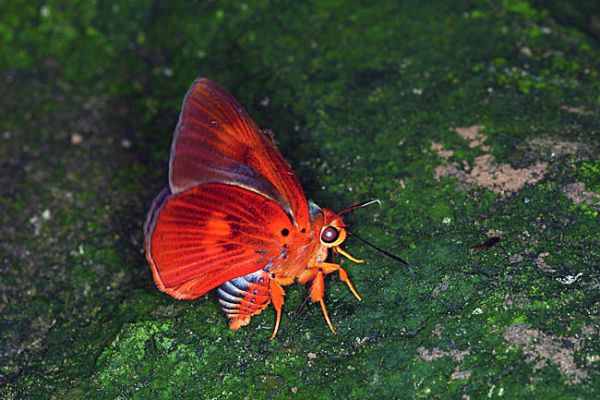 Klíčová slova: Borneo