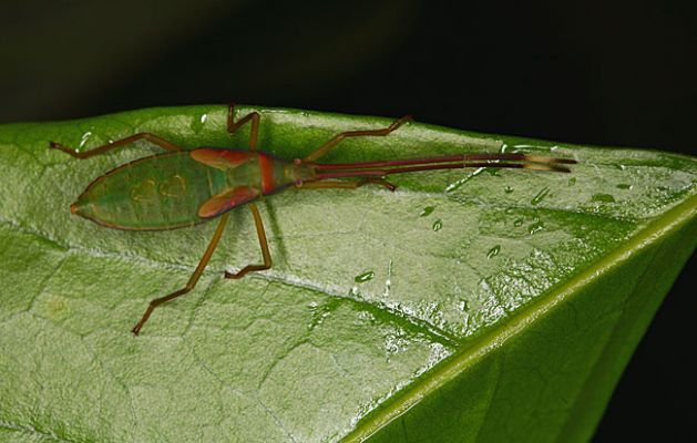 Klíčová slova: Borneo