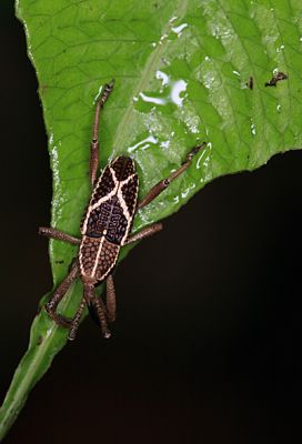 Schlüsselwörter: Borneo