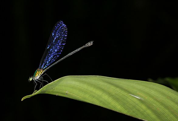 Schlüsselwörter: Borneo