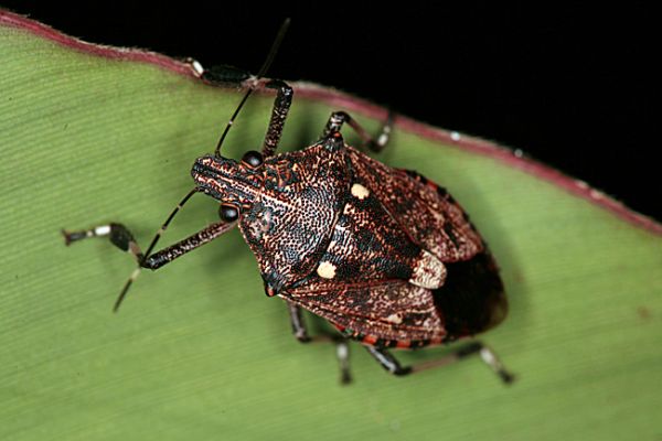 Schlüsselwörter: Borneo