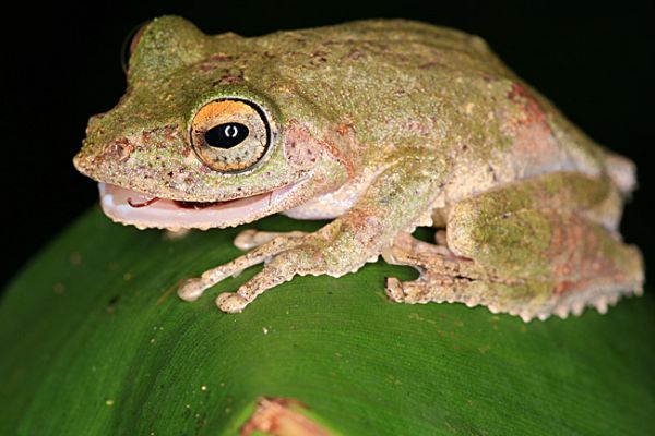 Schlüsselwörter: Borneo