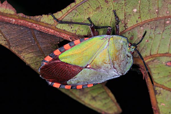 Schlüsselwörter: Borneo