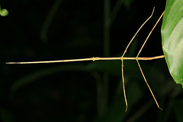 Schlüsselwörter: Borneo