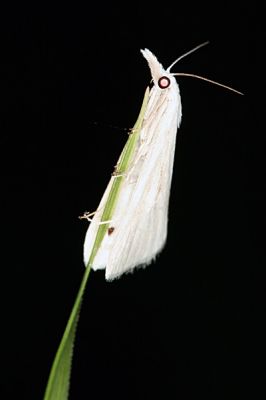 Klíčová slova: Borneo