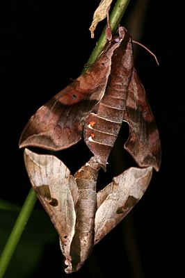 Klíčová slova: Borneo