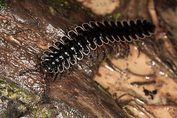 Schlüsselwörter: Borneo