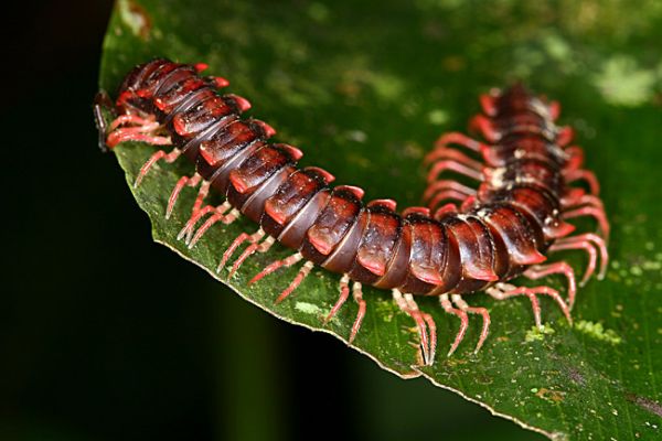 Klíčová slova: Borneo