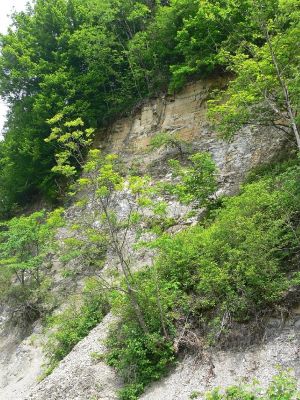 Žamberk - skály nad Divokou Orlicí 6.6.2006
Opukové skalky poblíž soutoku Divoké Orlice s Rokytenkou. Na keřících jsem nalezl vzácnější mandelinku Cryptocephalus frontalis.
Schlüsselwörter: Žamberk skály Divoká Orlice Rokytenka biotop Cryptocephalus frontalis