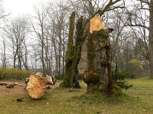 Žamberk - zámecký park 12.4.2008
Rozsáhlý zámecký park v Žamberku je plný starých stromů. Tento buk se zlomil v silném větru. Jeho dutina ukrývá množství dřevního hmyzu.
Klíčová slova: Žamberk zámecký park buk dutina