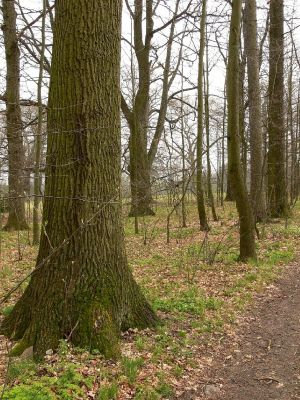 Žamberk - zámecký park 12.4.2008
Ve stínu dubů vykukují první květy sasanek.
Mots-clés: Žamberk zámecký park dub letní Quercus robur