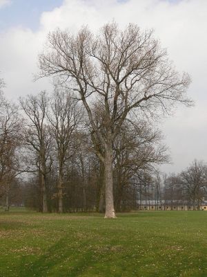 Žamberk - zámecký park 12.4.2008
Osamocený topol.
Schlüsselwörter: Žamberk zámecký park topol