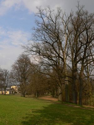 Žamberk - zámecký park 12.4.2008
Skupina starých dubů letních (Quercus robur).
Klíčová slova: Žamberk zámecký park dub letní Quercus robur