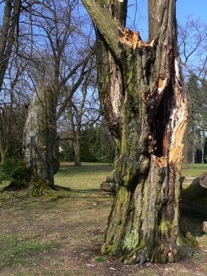 Žamberk - zámecký park 13.4.2008
Větrem obnažená dutina habru.
Klíčová slova: Žamberk zámecký park habr dutina