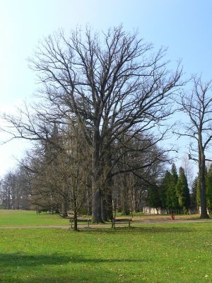 Žamberk - zámecký park 13.4.2008
Hned při vstupu do parku nás uvítá několik starých dubů.
Klíčová slova: Žamberk zámecký park dub letní Quercus robur