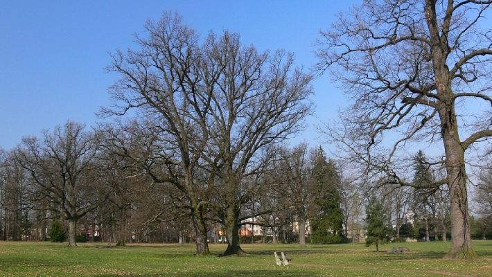 Žamberk - zámecký park 13.4.2008
V létě mohutné koruny stromů vrhají tolik vytoužený stín a lavička se jen nabízí k odpočinku. 
Keywords: Žamberk zámecký park