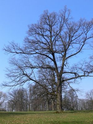 Žamberk - zámecký park 13.4.2008
Jeden z velikánů.
Klíčová slova: Žamberk zámecký park dub letní Quercus robur