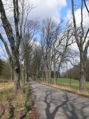 Žamberk - zámecký park 13.4.2008
Stará jírovcová álej se táhne podél silničky až do obce Lukavice.
Mots-clés: Žamberk zámecký park álej jírovec