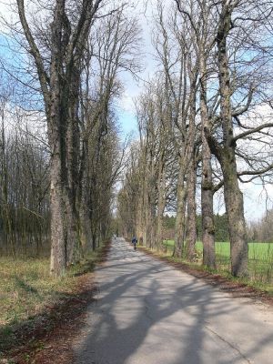 Žamberk - zámecký park 13.4.2008
O víkendu tudy projíždí spousty výletníků již desítky let.
Klíčová slova: Žamberk zámecký park álej jírovec