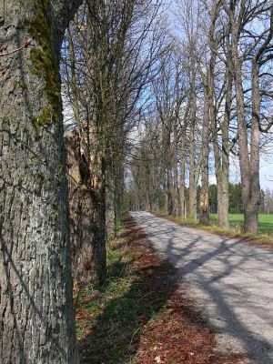 Žamberk - zámecký park 13.4.2008
Nepůvodní jírovce jsou v kulurní krajině mnohdy posledním útočištěm vzácných dřevních brouků.
Mots-clés: Žamberk zámecký park álej jírovec