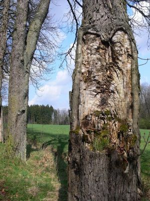 Žamberk - zámecký park 13.4.2008
Dutých a zlomených jírovců skrývá álej velmi mnoho.
Schlüsselwörter: Žamberk zámecký park álej jírovec